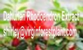 Dandelion Root Extract(Shirley At Virginforestplant Dot Com)
